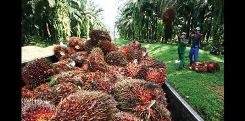 Industri Sawit Mainkan Peran Penting Pertumbuhan Ekonomi
