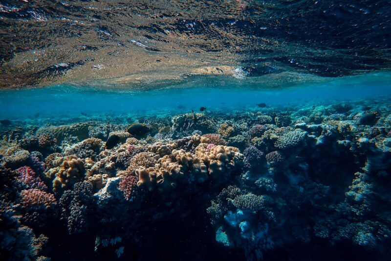 Akuarium Per Peshqit: Panduan Praktis untuk Pemula