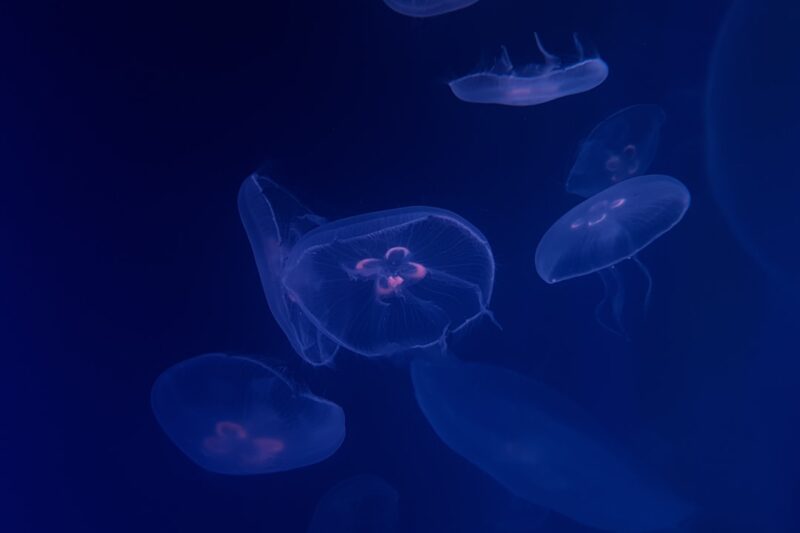 Akuarium Ikan: Menjaga Keindahan dan Kehidupan di Dalam Air