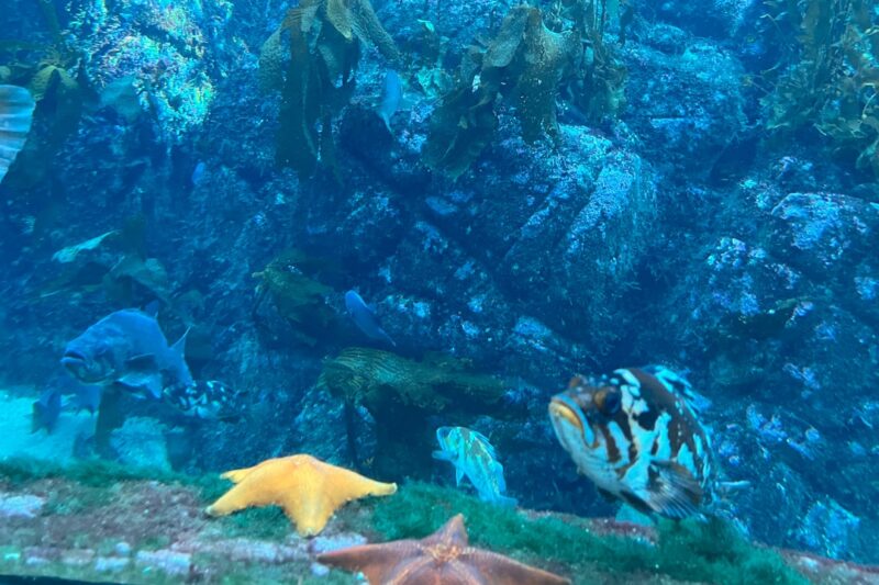 Tempat Wisata Akuarium Menakjubkan di Indonesia